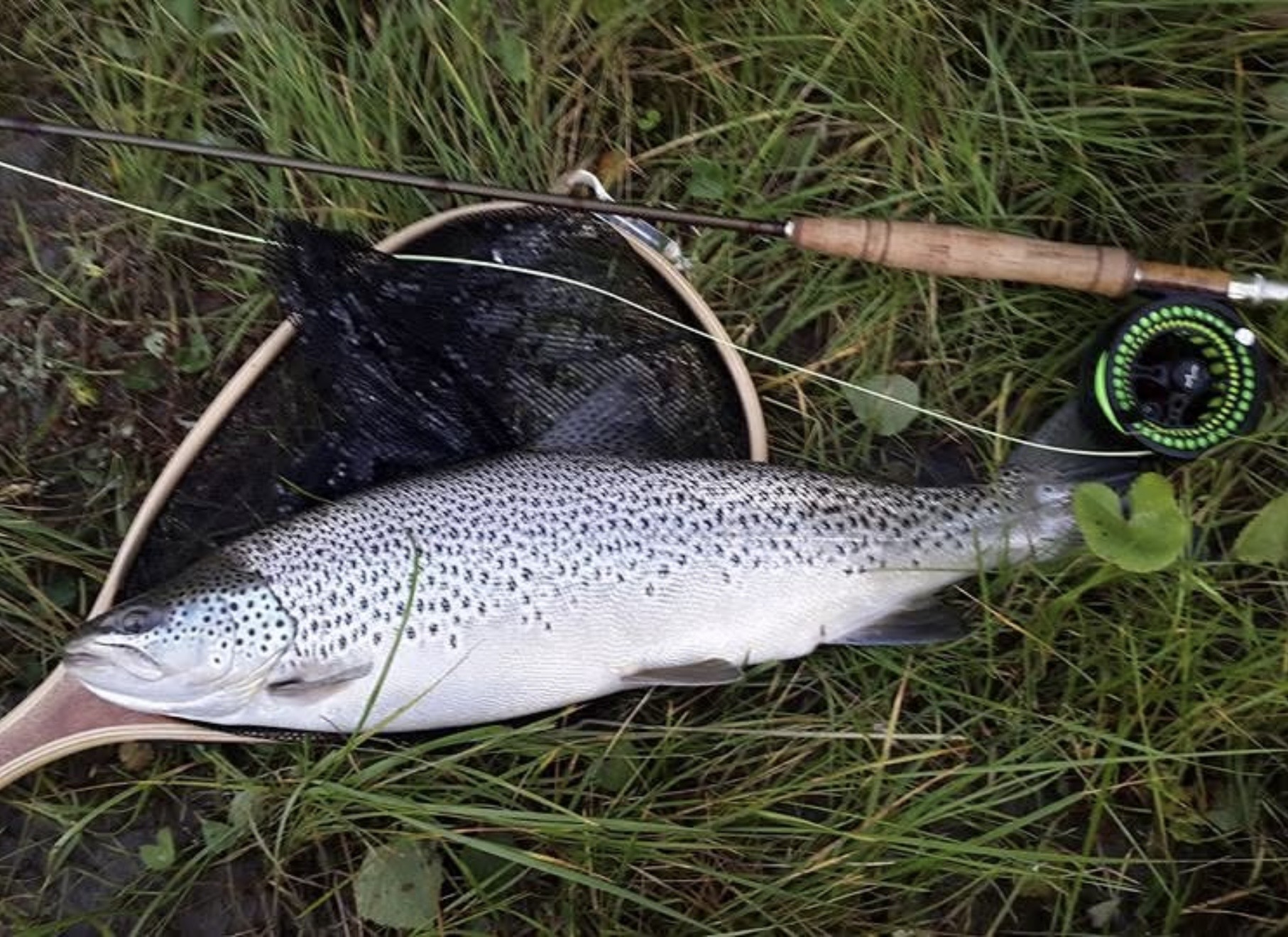 Trout by the riverbank
