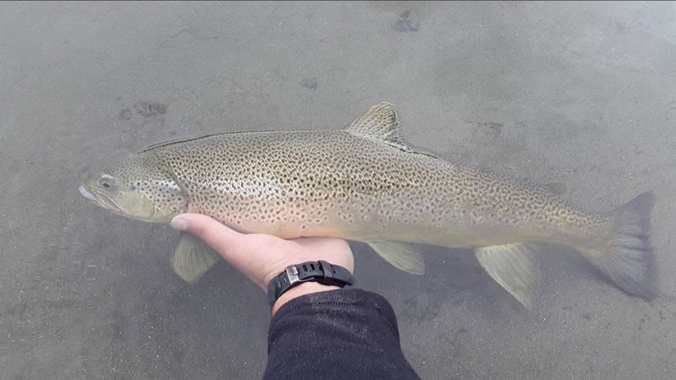 Sea trout in the shallows before release