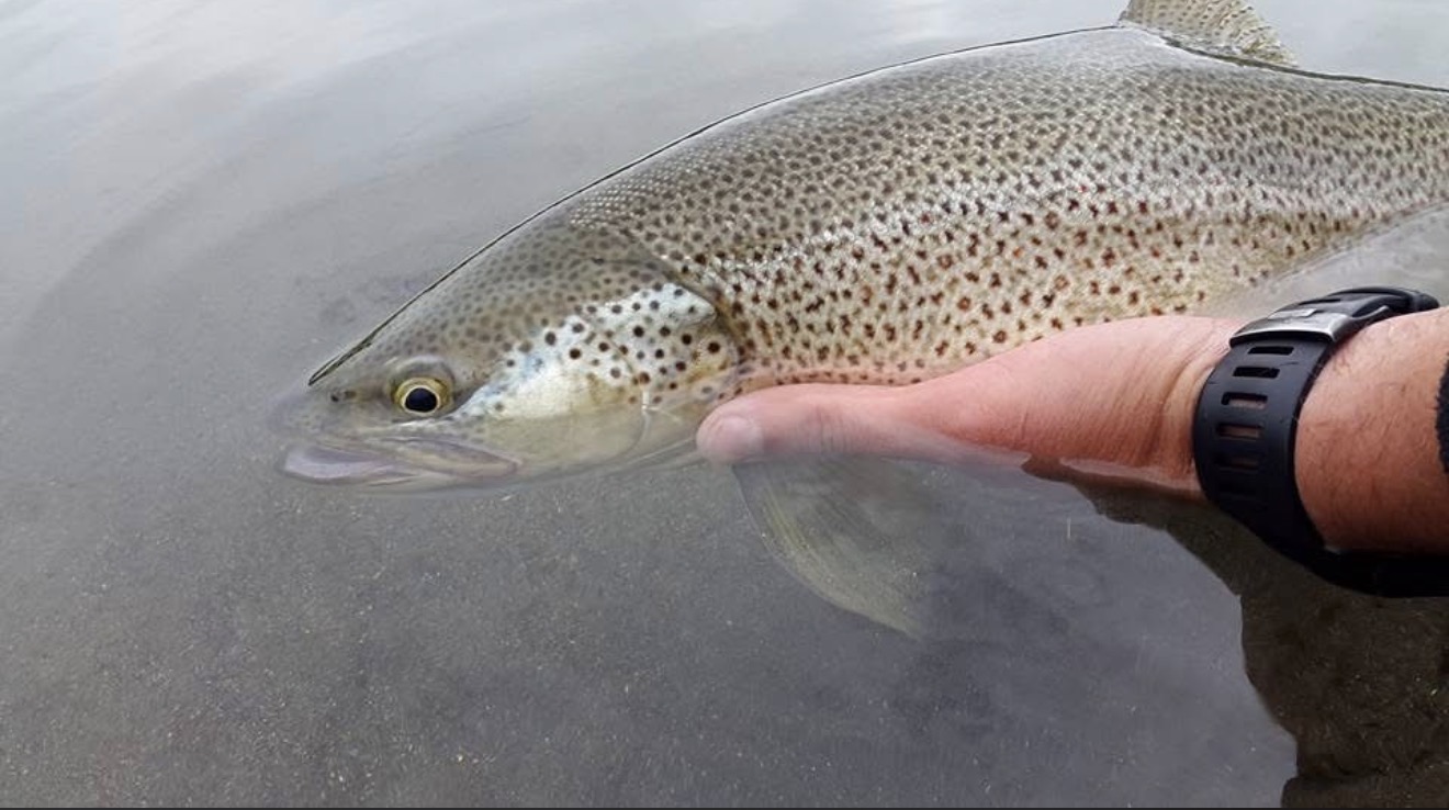 Sea trout held just above the water